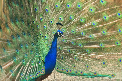 Close-up of peacock