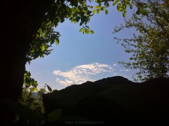 Bird on tree against sky