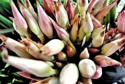 Close-up of flowers