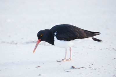 Close-up of black bird on land