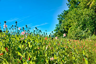 Flowering plants and trees on field against blue sky