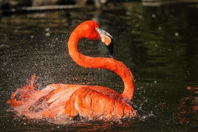 Close-up of orange duck in water