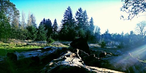 Scenic view of trees against sky