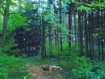 Trees in forest