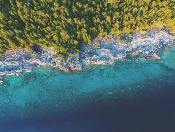 Close-up of trees by water