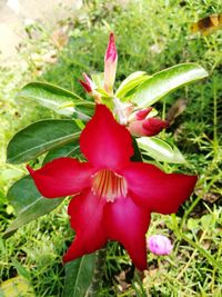 Close-up of red flower