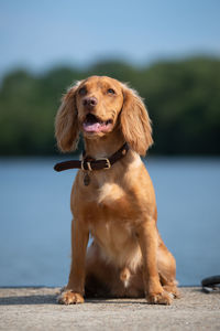 Dog looking away while sitting outdoors