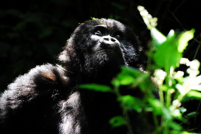 Portrait of monkey on plant