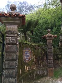 Plants growing on tree trunk