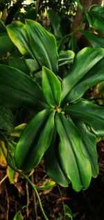 High angle view of green plant on field