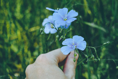 Close-up of hand holding flower