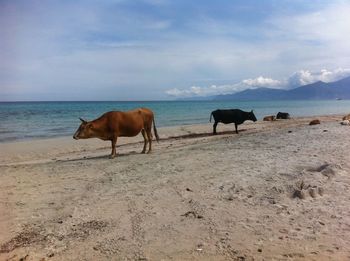 Cows standing on beach against sky