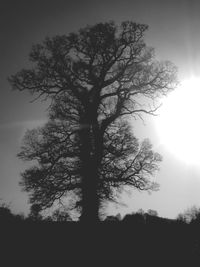 Low angle view of silhouette tree against sky