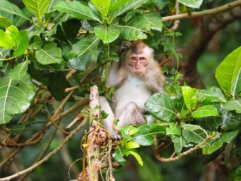 Monkey sitting on tree