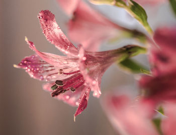 Close-up of pink rose flower