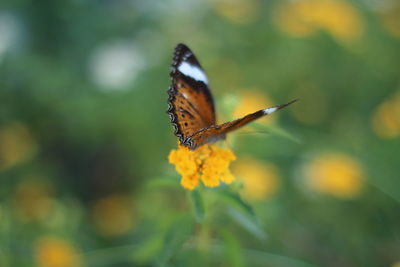 Close-up of butterfly pollinating on flower