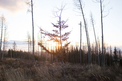 Scenic view of forest against sky at sunset