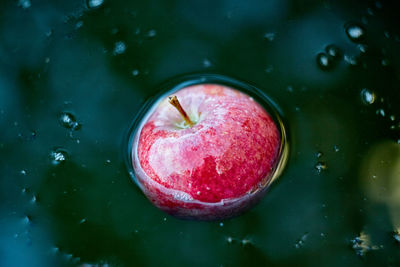 High angle view of apple in water