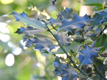 Close-up of flowering plant