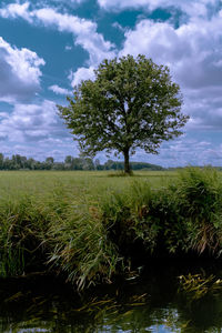 Tree on field against sky