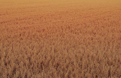 Full frame shot of wheat field