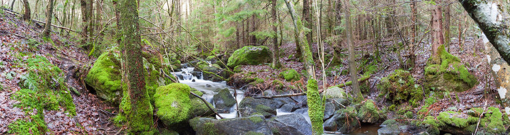 View of trees in forest