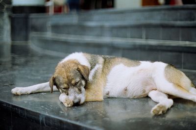 View of a dog sleeping