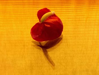 High angle view of fruit on table