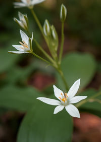 Close-up of white flowering plant