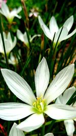 Close-up of flowers blooming outdoors