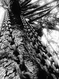 Trees growing against sky