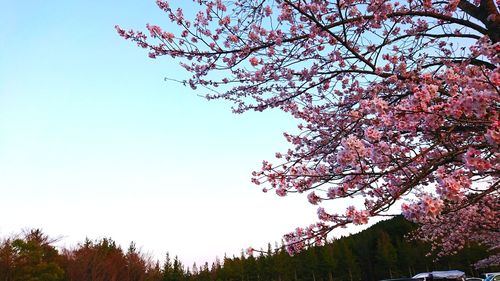 Low angle view of cherry blossoms against sky