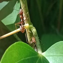 Close-up of insect on plant