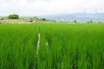 Scenic view of wheat field against sky