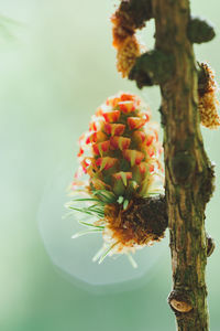 Close-up of flowering plant