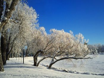 Trees on snow covered landscape