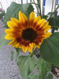 Close-up of sunflower