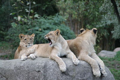 View of cats on rock