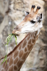 Close up shot of giraffe eating