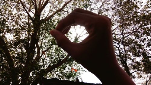 Low angle view of human hand against tree