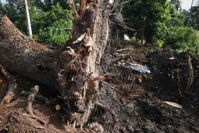 Close-up of tree trunk in forest