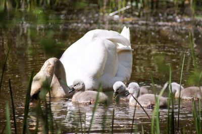 Swans in a lake