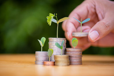 Close-up of hand holding potted plant