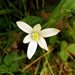 Close-up of white flower