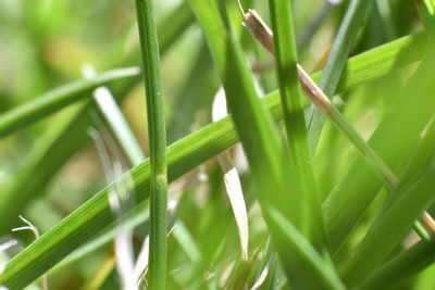 Close-up of grass growing on field