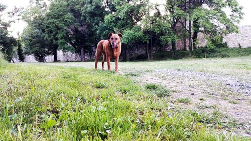 Dog walking in a field