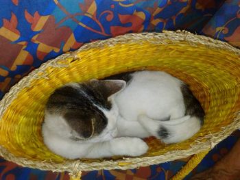 Close-up of cat sleeping in basket