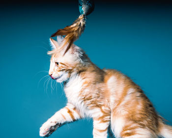 Close-up of a cat against blue background