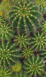 Full frame shot of succulent plants