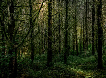 Scenic view of forest